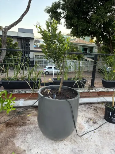 Vaso vietnamita largo