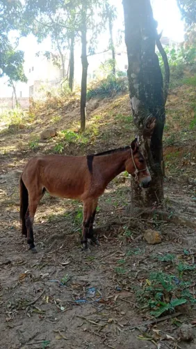Mula de patrão