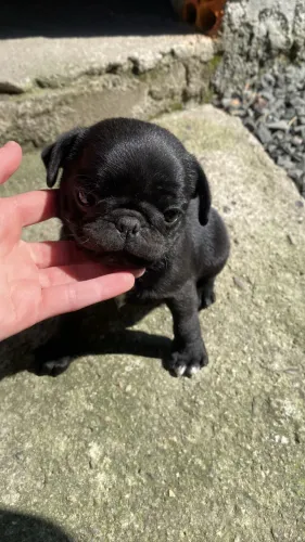 Pug preta fêmea