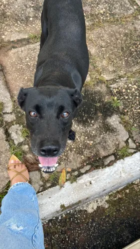 cachorra para adoção