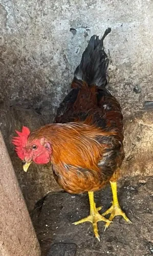 Galo capoeira novo.