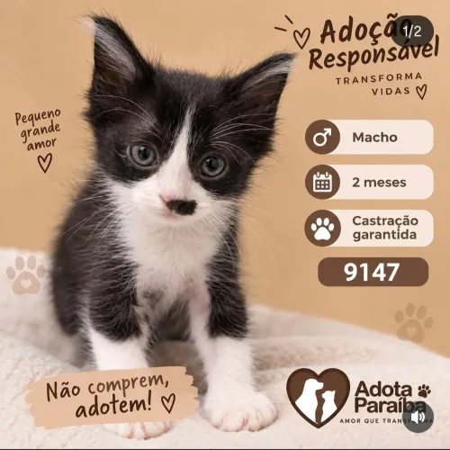 GATINHO PARA DOAÇÃO