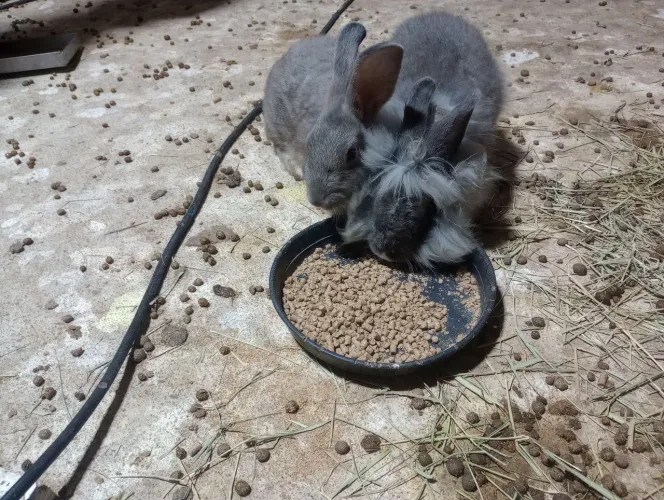 Vende -se Coelhos filhotes e adultos.