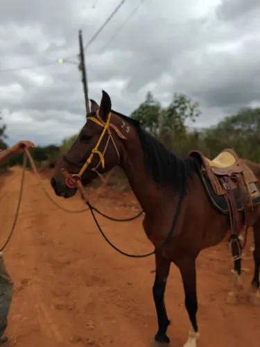 Cavalo bom de sela