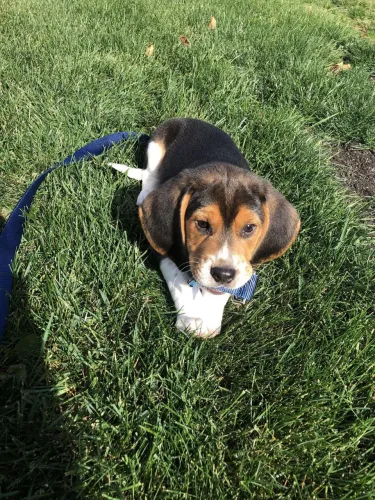 Filhotes De Beagle - Lambidas Garantidas E Felicidades Sem Fim 