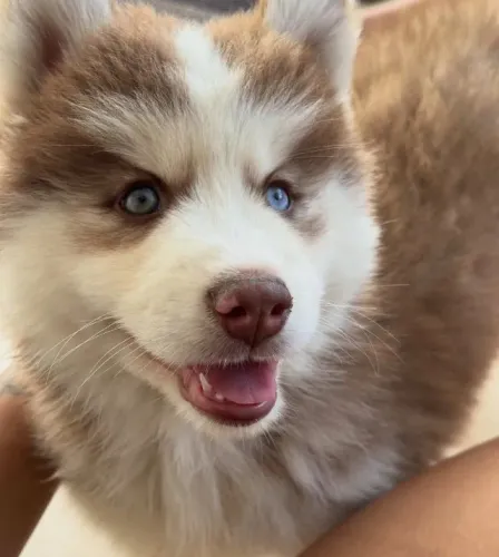 Husky Siberiano de Ótima Linhagem