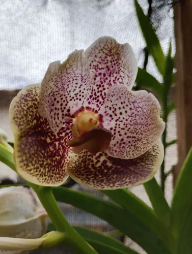 Orquídea vanda