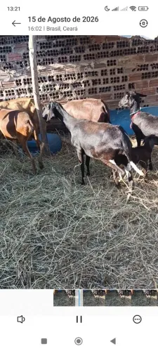 Carneiro