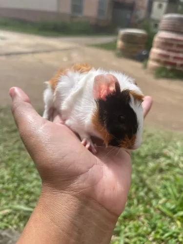 Poquinho da india
