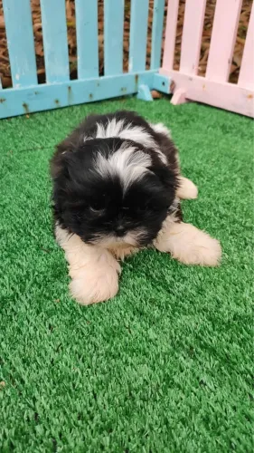 Shih tzu fêmea raça pura