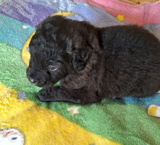 Poodle Miniatura Macho Td Preto 