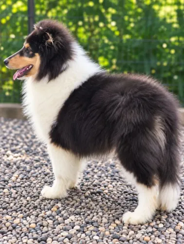 COLLIE - LINDO FILHOTE COM 60 DIAS E 1 CASAL DE ADULTOS AMBOS MICROCHIPADOS com PEDIGREE !