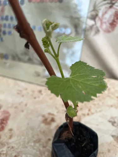 Mudas de uva Niágara roxa doce