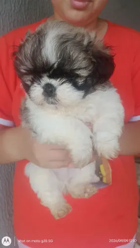Vende se esse filhote Shitzu 