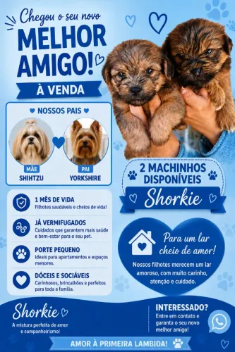 Venda de filhotes  shorkies