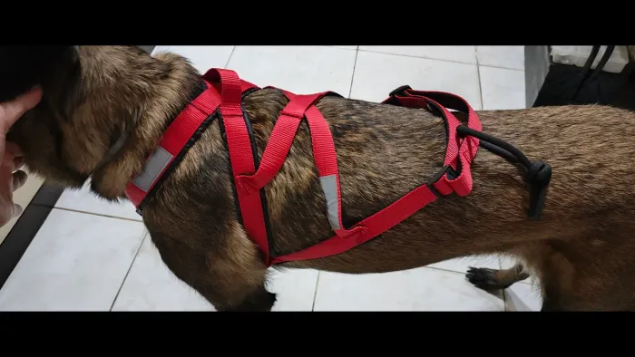 Arnês de corrida para cães porte médio até 22kls