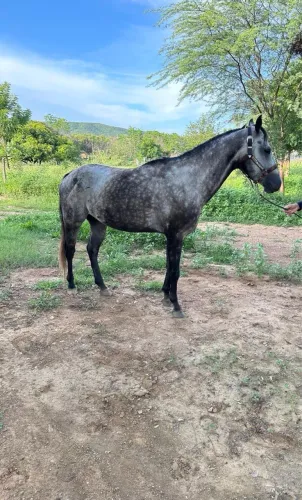 Cavalo QM PO 