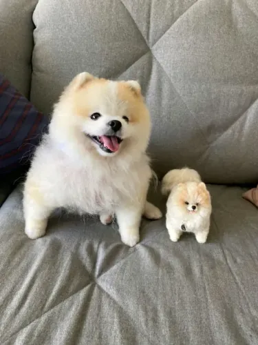 Doação Lulu Pomerânia