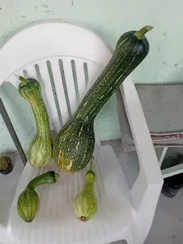 Chácara prá quem gosta de verde 