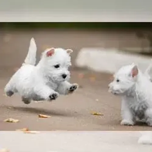West Terrier Branco Pelo Lindo