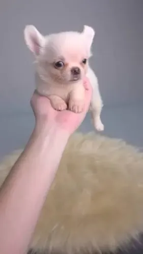 Chihauhua pelo longo filhotes 