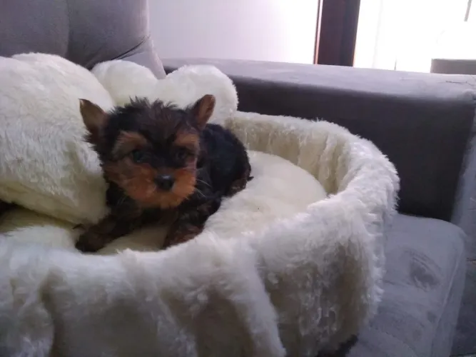 Lindo filhote macho de Yorkshire