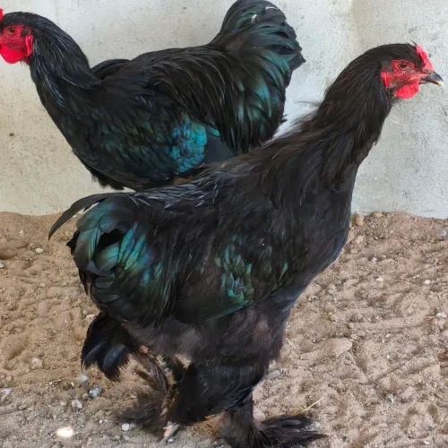 Galo, Frango Brahma