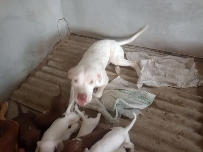 Pit Bull Red nose 