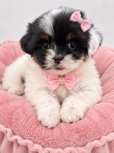 Um amor grande em um ser pequenino lhasa Apso fêmea 