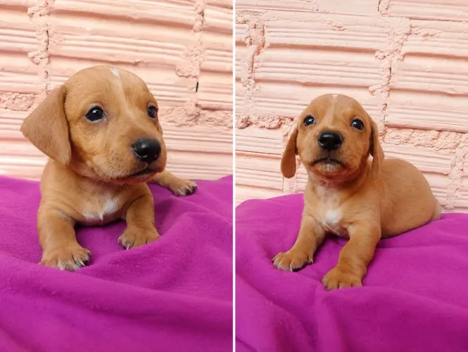 Filhotes de daschund (salsicha)