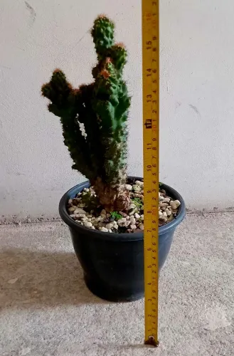 Cacto Monstro