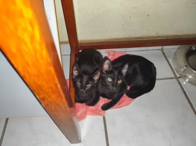 Adoção de gatos 