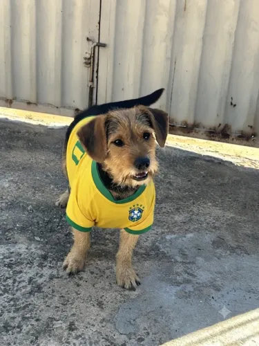 Bethoven precisa de um lar