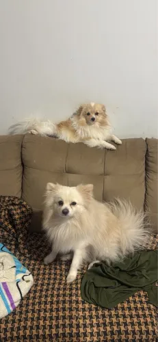 Spitz alemão Lulu-da-pomerânia