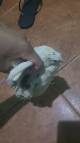 Codornas fêmea 