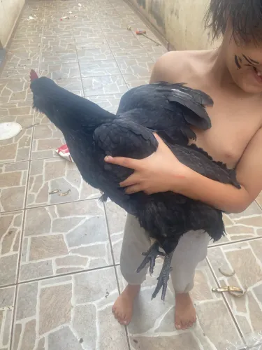 Vendo casal de galinhas