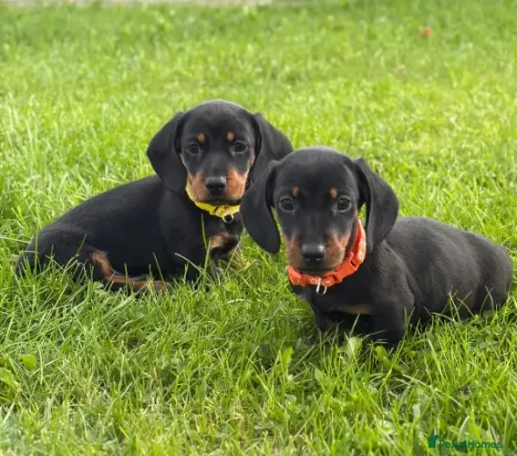 Bebezinho Teckel/Dachshund/Salsicha/Salsichinha/Basset/Cofap atentos e amorosos