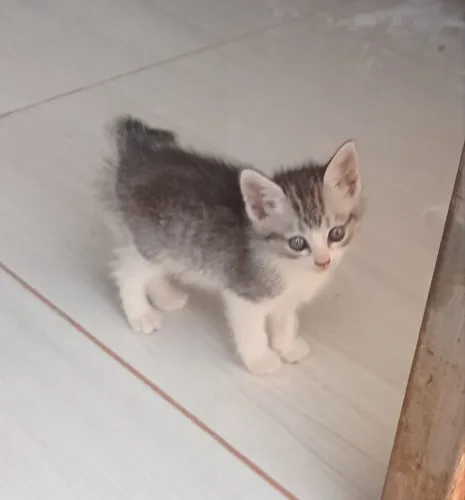 Gatinha filhote para Doação