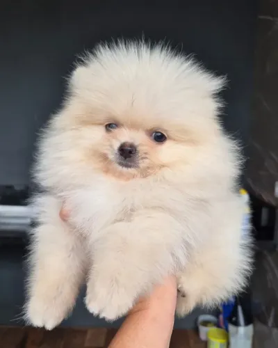 Spitz Anão Macho