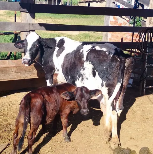 Mini vaca holandesa parida de macho 3 peito mansa 5 litros