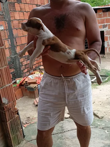 Filhote de Pit Bull puro.