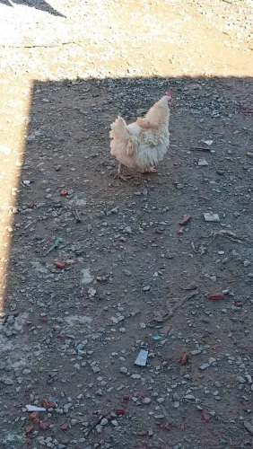 Pintinhos de galinha ganise