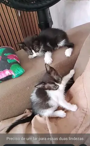 Doacao De GATOS
