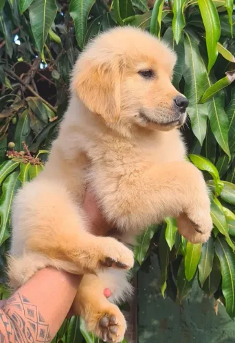 Golden Retriever filhotes - Franca