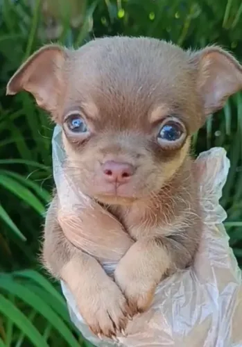 Chihuahua fofo
