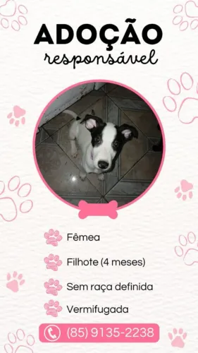 CACHORRA PARA DOAÇÃO