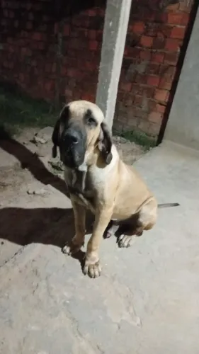 Vendas de filhote de fila brasileiro