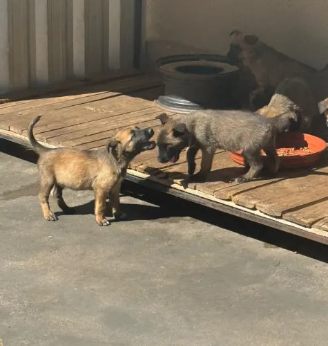 Vende-se filhotes de Pastor Belga Malinois 