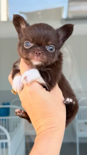 Chihuahua macho Pêlo longo micríssimo! Olhar cativante.