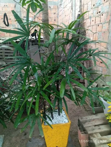 Plantas